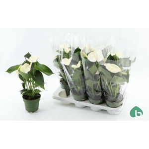 ANTHU AN ALPINE