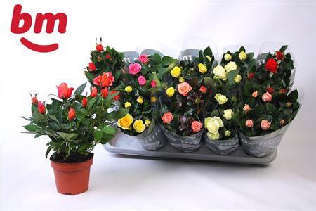 <h4>Ro B Monde Gem</h4>