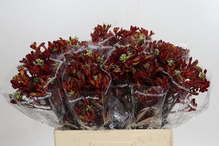 <h4>Anigozanthos Early Spring Indoor</h4>