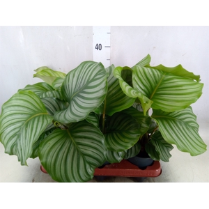 Calathea orbifolia