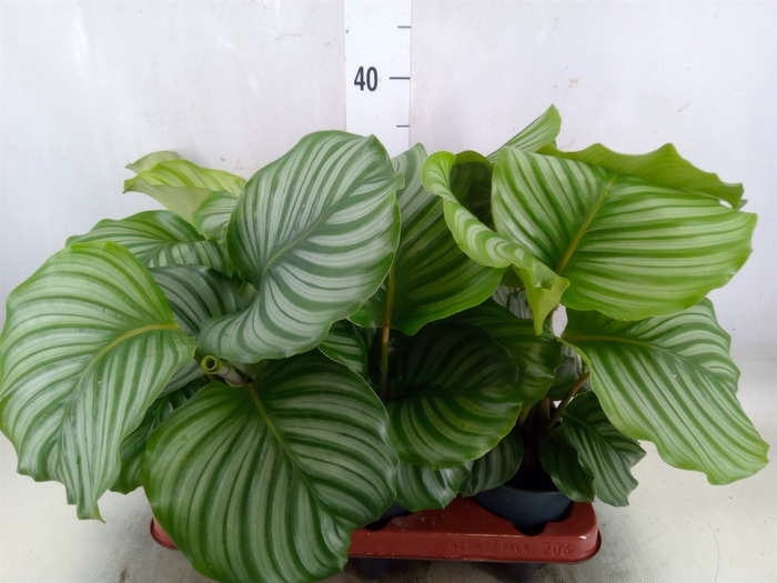 <h4>Calathea orbifolia</h4>