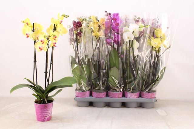 <h4>Phal Gem 5 Kl</h4>