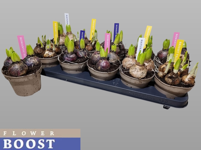 <h4>BOLBLOEMEN GEM</h4>