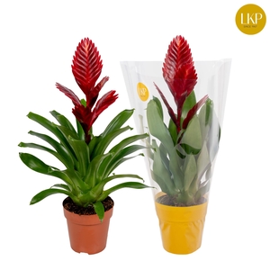 Vriesea Porto Rood (Met Hoes)