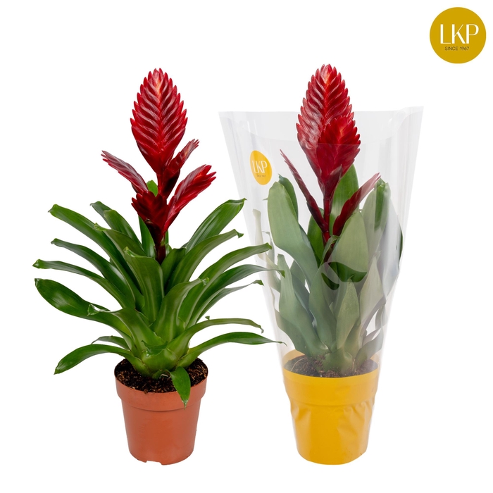 <h4>Vriesea Porto Rood (Met Hoes)</h4>