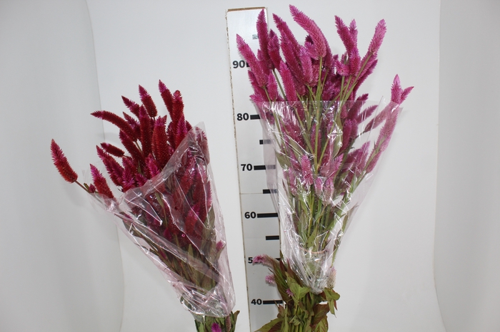 ☆トロイ☆ TROIA COLUMBA (Troia/タープ) 93226403【BUYMA】