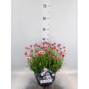 Rhodanthemum hosm. 'Zagora Pink'