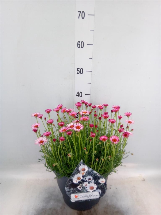 <h4>Rhodanthemum hosm. 'Zagora Pink'</h4>