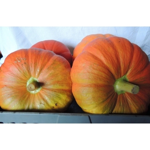 Cucurbita Pepo