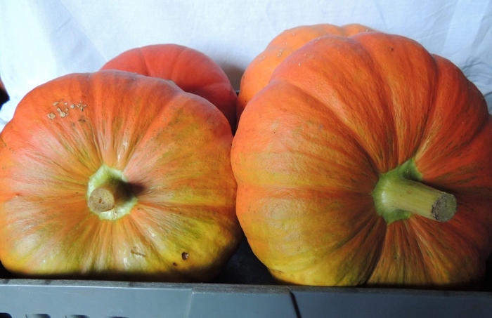 <h4>Cucurbita Pepo</h4>