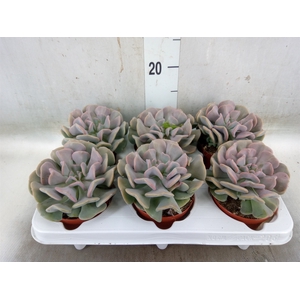 Echeveria   ...