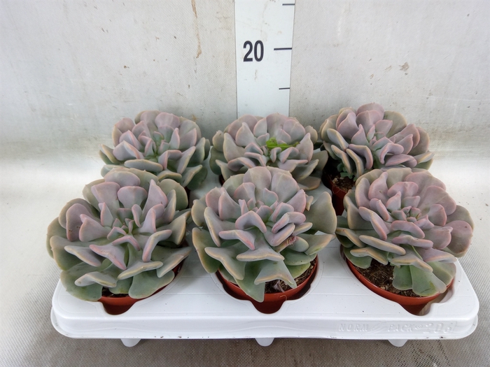 <h4>Echeveria   ...</h4>