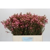 Chamelaucium Sarah's Delight