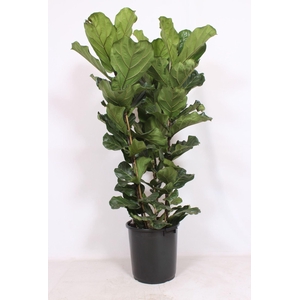Ficus lyrata