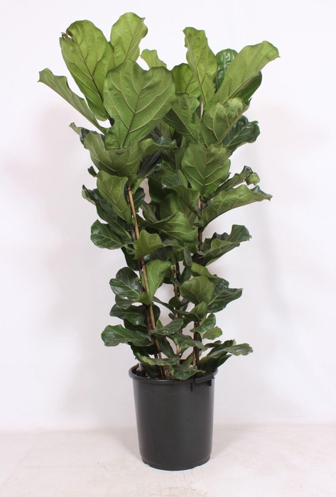<h4>Ficus lyrata</h4>