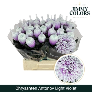 Chr G Antonov Light Violet