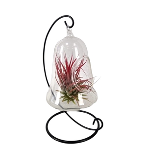 Tillandsia Christmasclock hanger mix