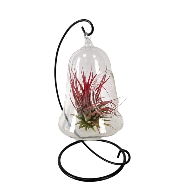 <h4>Tillandsia Christmasclock hanger mix</h4>