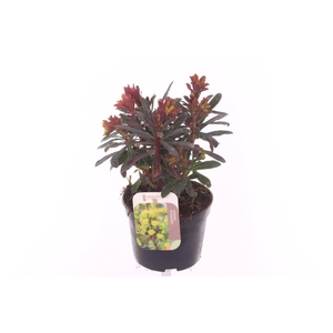 Euphorbia amyg. Purpurea
