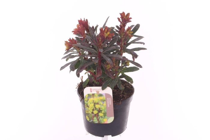 <h4>Euphorbia amyg. Purpurea</h4>