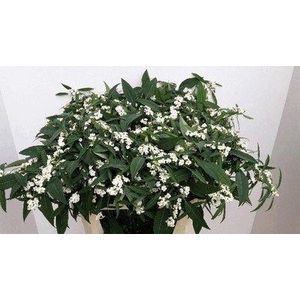 Euphorbia sp quicksilver