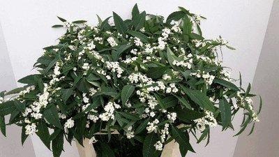 <h4>Euphorbia sp quicksilver</h4>