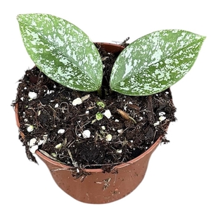 Hoya Parasitica Splash