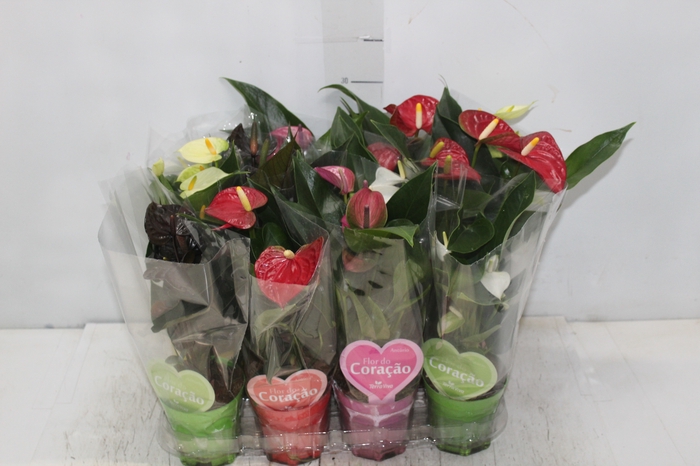 <h4>ANTHURIUM LILLI P09 PREMIUM</h4>