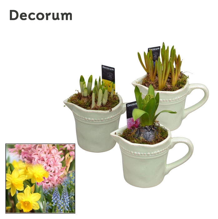 <h4>ARR BOL KNOLGEWAS</h4>