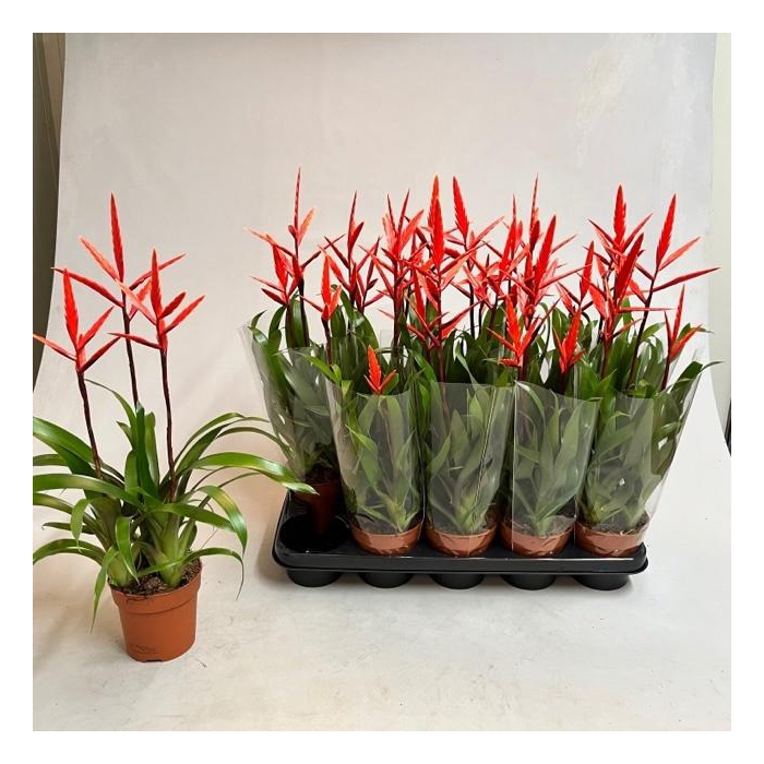 <h4>Vriesea Elan 12Ø 50cm</h4>