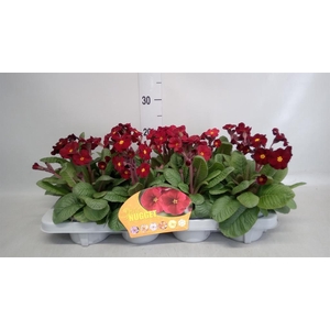 Primula elat. 'Gold Nugget'  ...mix