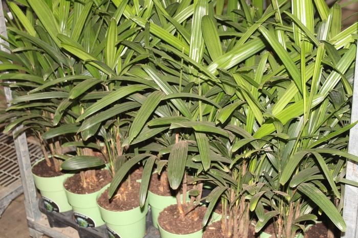 <h4>PALMEIRA RAPHIS P17</h4>