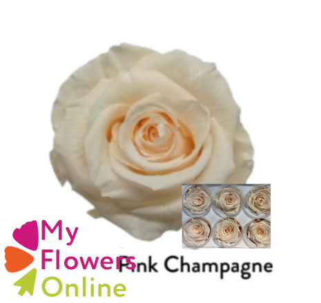 <h4>Roses Éternelles Champagne x6</h4>