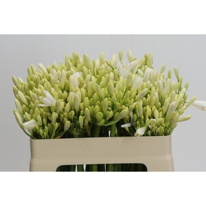 Agapanthus Gletsjer