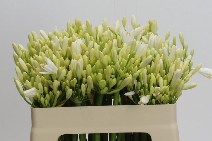 <h4>Agapanthus Gletsjer</h4>
