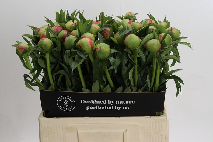 <h4>Paeonia Coral Charm</h4>