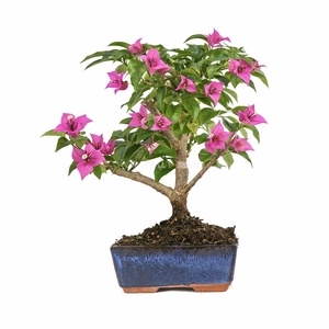 BOUGAINV OV