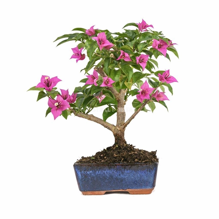 BOUGAINV OV