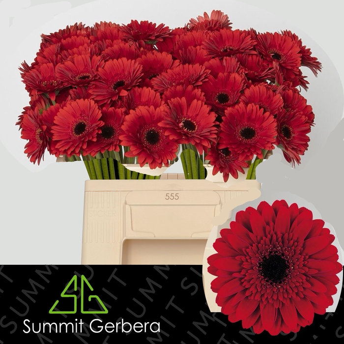 <h4>GE MI MASSERATI</h4>