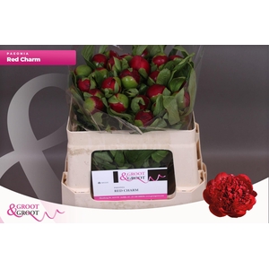 Paeonia Red Charm