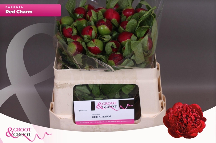 <h4>Paeonia Red Charm</h4>