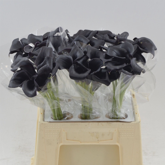 <h4>Calla Call Ceara</h4>