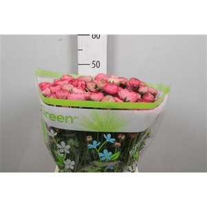 Ran Aazur Antiq Rose