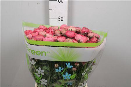 <h4>Ran Aazur Antiq Rose</h4>