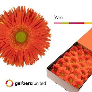 Gerbera Spider Yari Doos