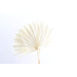 Dried Palm Sun 6pc Bleached Bunch