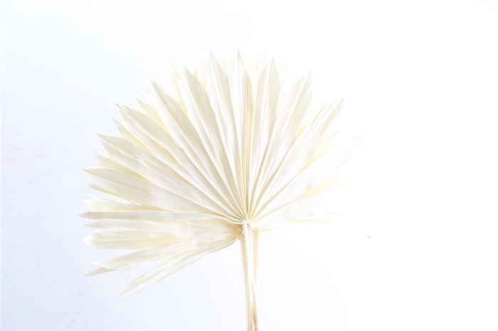 Dried Palm Sun 6pc Bleached Bunch