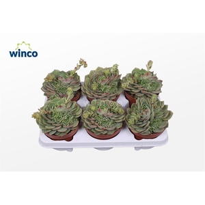 Echeveria Ramilette (flowering)