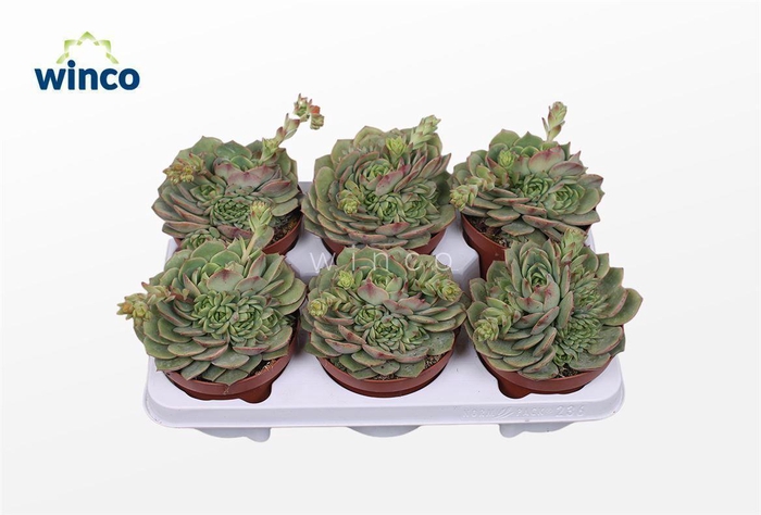 <h4>Echeveria Ramilette (flowering)</h4>