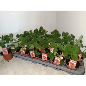 Fragaria ananassa 'Ostara'